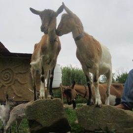 Pregnant Goats Hiding from Hunters