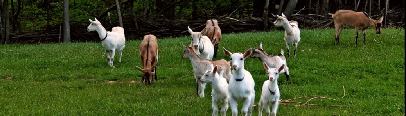 Come Learn about Goats & Cheesemaking